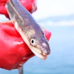 바로푸드 바로푸드 자연산 활 바다장어 1kg