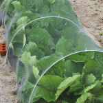 텃밭용 한냉사 세트판매 한랭사 한냉사 해충방지망 방충망 농작물보호 주말농장