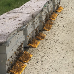 레이디 농장 칠갑산 국산 벌화분 먹는 꿀화분 꿀벌 벌꿀화분 비폴렌 꽃가루