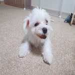 천일카페트 강아지매트 고양이 애견 미끄럼방지