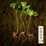 명가일품 강원도 토종 산양삼 산양산삼 장뇌삼 5-6년근