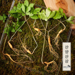 명가일품 강원도 토종 산양삼 산양산삼 장뇌삼 5-6년근