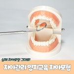 디테일한 치아 모형 양치 교육 교구 이빨 모양 틀 구강 관리 실제 치아 재현