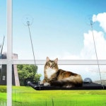 고양이 와이어 창문해먹