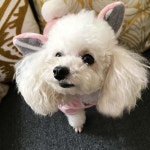 윤별 올인원 토끼귀 후리스