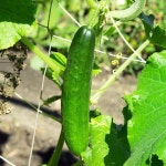 팔도 팔도농장 수분의 여왕 백 오이 5kg LE1210642135