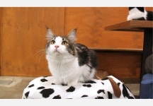 펫모닝 애완용 하우스 젖소 PMC-117141