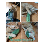 캣완트 캣닢쿠션시리즈
