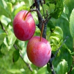 자두나무 추희 성목R5CM 결실주 유실수 묘목 A0167