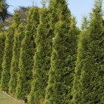 파스티기아타 H2 0m