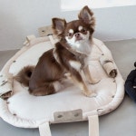 포에브리바리 파크백 화이트샌드