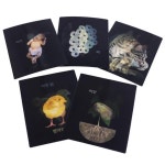 러닝리소스 무빙 라이프 사이클 카드 동식물의 한살이 LER2928