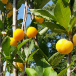 묘목 열녀수 오얏나무 R3cm TW77