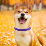 38 개 벼룩 틱 방지 애완 동물 고양이 개 칼라 8 개월 벼룩과 눈금 작은 조절 고양이 개 목걸이