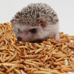 도마뱀 먹이 성충 안되는 슈퍼밀웜 4 1300마리 밀기울 고슴도치간식 햄스터 파충류