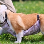 키밍 애견 방수 배가리개 강아지 외출 우비 앞치마 그린