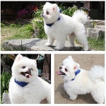 댕댕이 쿨스카프 여름 강아지 목도리