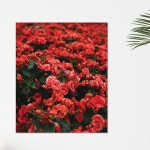 벽가리개 프린팅액자 빈티지 꽃 캔버스50x60cm