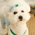 레트로나시 강아지올인원 강아지여름옷