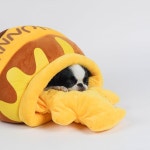 딩동펫 딩동펫 반려동물 꿀단지 하우스