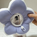 꽃피는 강아지 고양이 쿠션 넥카라 M