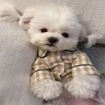 롤업 체크 파자마 강아지 잠옷