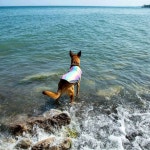 키밍 반려동물 쿨링베스트 조끼 강아지 댕댕이 산책