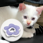 쿠션 꽃피는 강아지 넥카라 고양이 S 1개