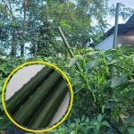 굵은 텃밭 화분 식물지지대 3P