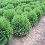 측백나무 부시 H0 4M 묘목 b0486 1개