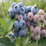 나무 블루베리 듀크 삽목4년 결실주 묘목