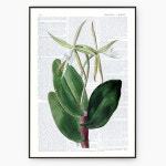 난초 희귀꽃 그림 보타니컬 일러스트 흰꽃 식물 앤티크 실내 인테리어 DA294