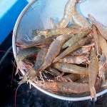 천사수산 생물 왕새우 25~28미내외 1kg