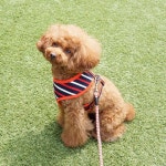 리얼펫 RealPet 강아지 빅 단가라 하네스 M 산책용