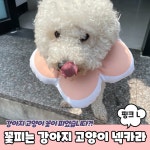 사무용품 꽃피는 강아지 고양이 쿠션 넥카라 L