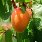 너와 함께라면 살구나무 신사대실 접목1년 10주 010 8478 6447 1개