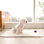 플레이바우 크강아지 방석 S