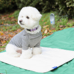 플레이바우 크강아지 방석 S