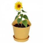 플랜트인테리어 화분