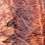 한양식품 너트리 황토방 전기구이 50g x 5개