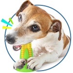 키밍 강아지 셀프 장난감 노즐워크 칫솔 터그놀이