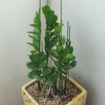 텃밭 화분 식물지지대 10P