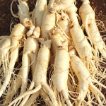 금산인삼 가정용 햇 수삼 세척인삼 난발삼 27 35편 700g 후금이네