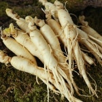 산지직송 금산 황금농장 삼계탕 갈비탕용 세척 인삼 중 700g