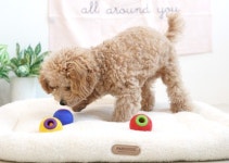 패리스독 패리스독 즐거운간식 공놀이