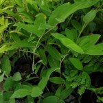 둥굴레 둥글레 모종 포트 10개 포트