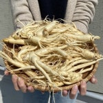 푸드공작소 충남 금산 세척 수삼 5년근 원수삼 4-6뿌리 280 320g