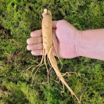금산인삼 수삼 원수삼 대 무료세척 1채750g 10 13뿌리 750g 1개 흙 묻은채