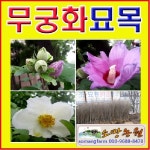 D소망 무궁화나무묘목 키150센치 10그루