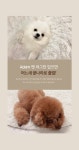 아담데코 소프트 보들이 펫러그 카페트